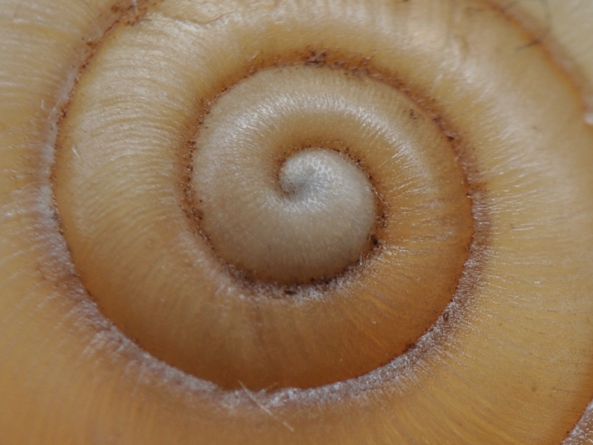 Chilostoma  padanum da Ror (TO)